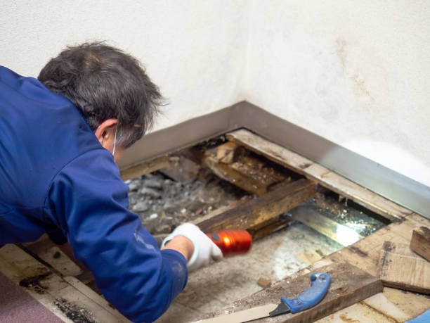 Best Water Damage Restoration  in Olney, MD