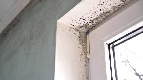 Best Commercial Mold Removal  in Olney, MD
