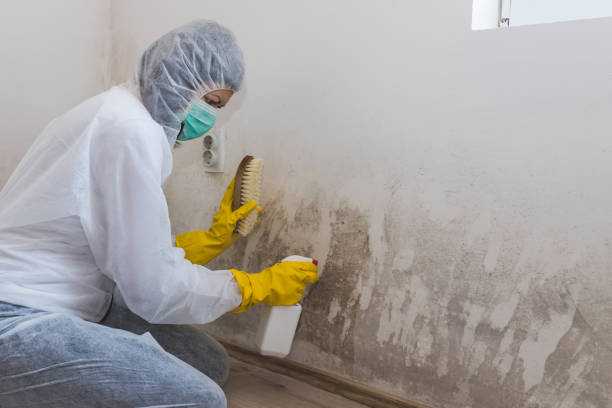 Best Residential Mold Removal  in Olney, MD