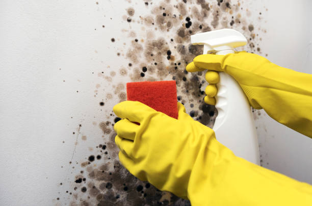 Trusted Olney, MD Mold Removal Experts