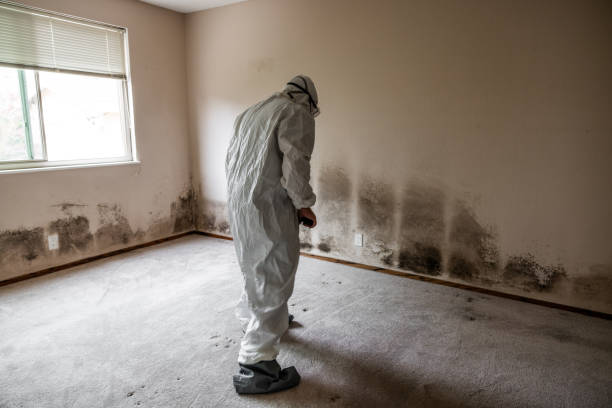 Best Certified Mold Removal  in Olney, MD