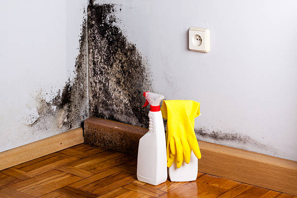 Best Best Mold Removal Companies  in Olney, MD