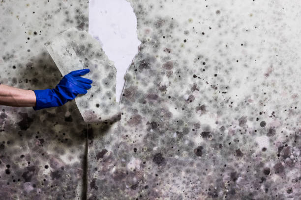 Best Emergency Mold Removal  in Olney, MD